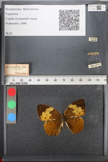 Media type: image;   Entomology 114928